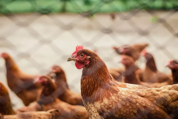 Óleos essenciais ganham destaque na saúde respiratória e no desempenho da avicultura