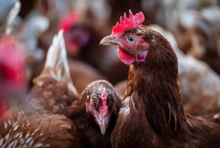 Especialistas alertam: Gripe Aviária H5N1 coloca trabalhadores de granjas e frigoríficos em risco