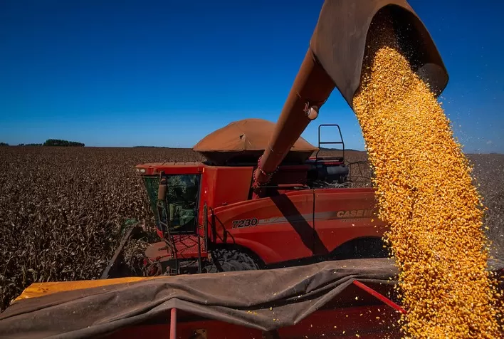 Imea: colheita do milho de inverno 2024/25 atinge 0,97% da área plantada em Mato Grosso