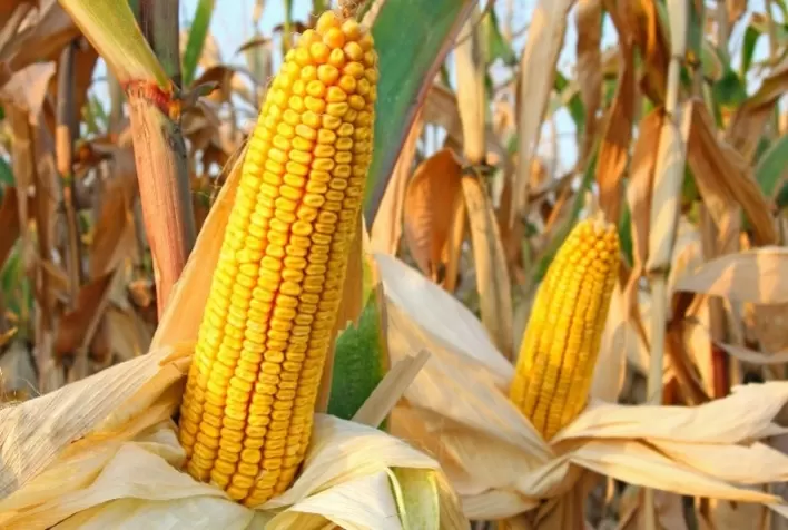 Produção global de milho cresce, mas consumo brasileiro deve superar oferta em 2,3 milhões de toneladas