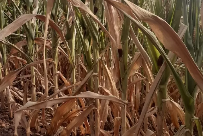 CMN autoriza prorrogação no pagamento de crédito rural para custeio