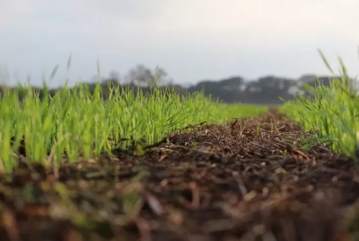 Chuva atrasa plantio de trigo no RS e mercado segue lento no Sul do país