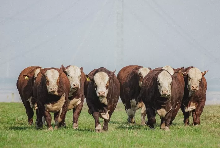 Rio Grande do Sul renova seguro pecuário contra febre aftosa para proteger rebanhos