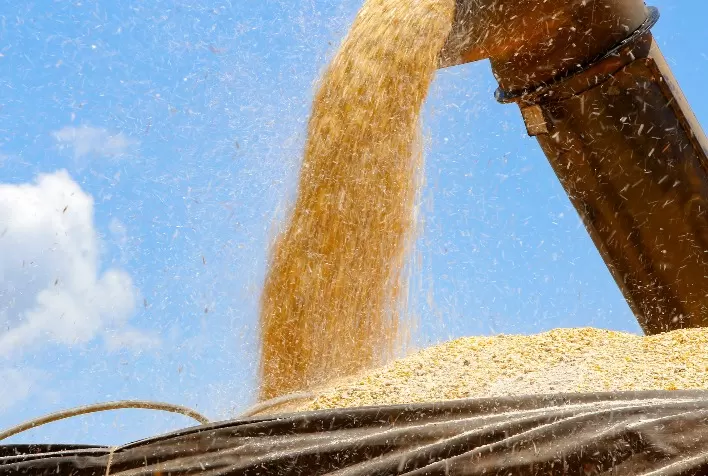 Colheita do milho atinge 3% no Paraná e Deral aponta bom desenvolvimento das lavouras