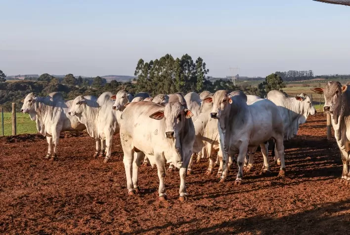 Leilões na Feicorte 2025 movimentam negócios, tradição e solidariedade no agronegócio