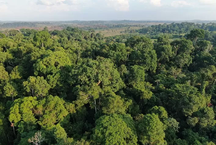 Novo centro de pesquisas da Embrapa na Amazônia busca restaurar áreas desmatadas e degradadas com ciência, cultura e saber tradicional