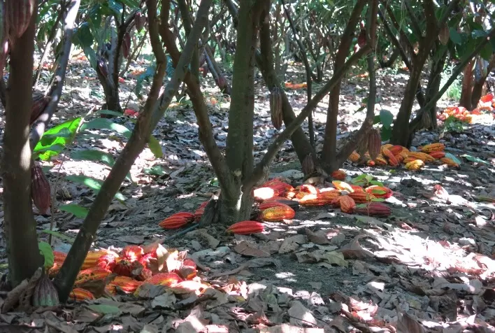 Brasil aposta em tecnologia de irrigação para retomar protagonismo mundial na produção de cacau