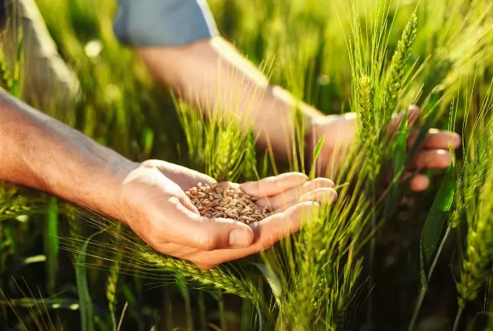 Produção de trigo no Brasil para 2025/26 é revisada para baixo e deve atingir 7,69 milhões de toneladas