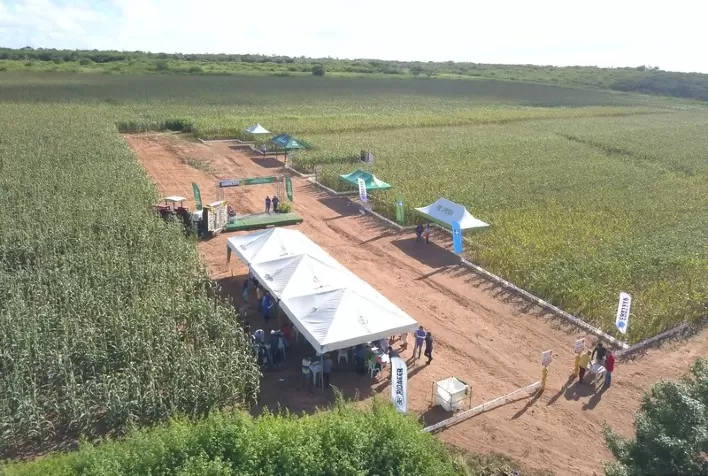 Programa Prospera capacita mais de 15 mil produtores no Nordeste e impulsiona cultivo sustentável de milho