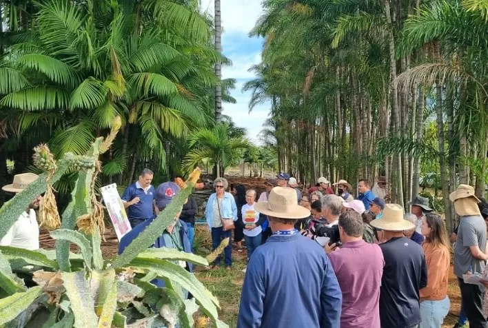 Tecnologia e boas práticas fortalecem cultivo da pitaya no Distrito Federal
