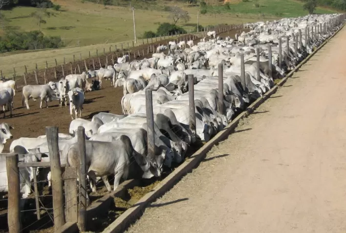 Custo do confinamento de gado em Mato Grosso aumenta com alta dos insumos