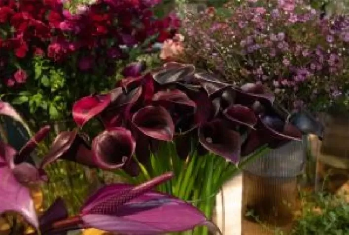 Dia dos Namorados impulsiona vendas no Ceaflor com alta de até 8% e variedade de flores e presentes
