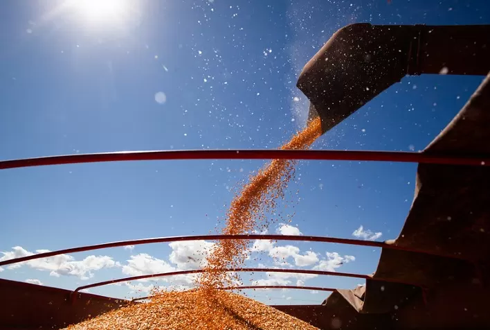 Colheita da safrinha de milho avança lentamente no Centro-Sul e registra pior ritmo desde 2021, aponta AgRural