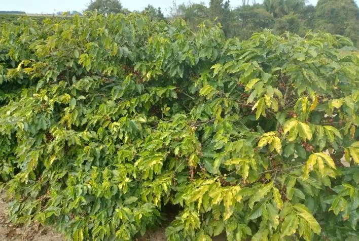 Café de Torrinha (SP) recebe reconhecimento de Indicação Geográfica e fortalece produção local