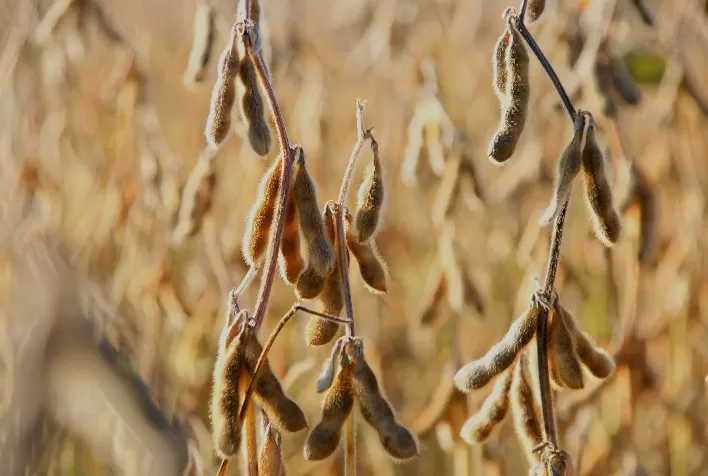Micronutrientes nos solos são essenciais para aumentar produção e qualidade da soja no Brasil