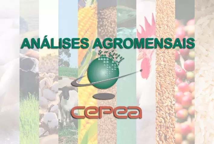 Cepea divulga boletim Agromensal de maio com destaques para açúcar, algodão e arroz