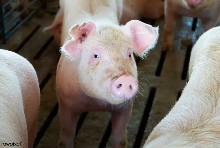 Taxa de natimortalidade em suínos: atenção a fatores não infecciosos pode melhorar desempenho reprodutivo nas granjas