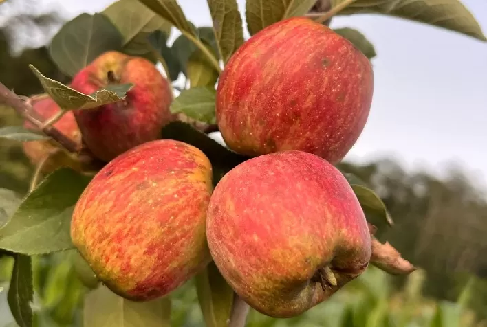 Cultivo de maçã cresce no Sul de Minas e área plantada deve aumentar mais de 40% em 2025