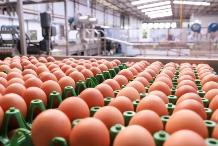 Exportações brasileiras de ovos crescem quase 300% em maio, aponta ABPA