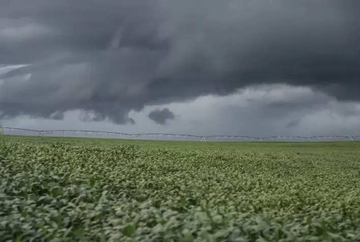 Chuvas favorecem trigo, cevada e pastagens, mas atrasam colheitas no Paraná, aponta Deral