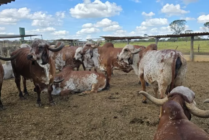 Comitiva de Mato Grosso do Sul apresenta avanços genéticos e soluções em saúde animal na MegaLeite 2025