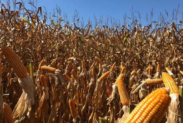 Mercado de milho segue travado no Brasil com baixa liquidez e oscilações na B3 e Chicago