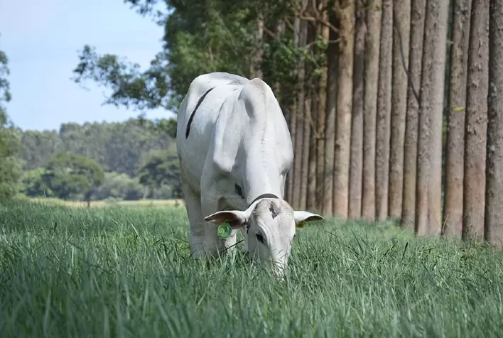 Sistema Silvipastoril com Árvores Neutraliza Emissões de Metano e Melhora Conforto Térmico de Bovinos