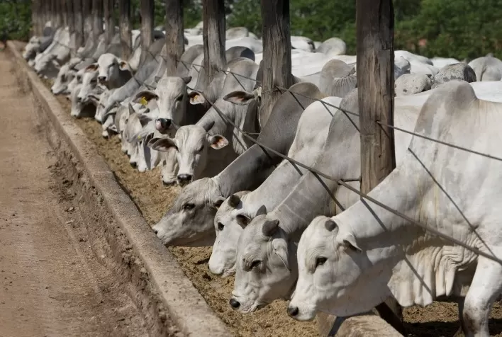 Safrinha Reduz Custo de Confinamento e Garante Margem ao Pecuarista em Maio de 2025