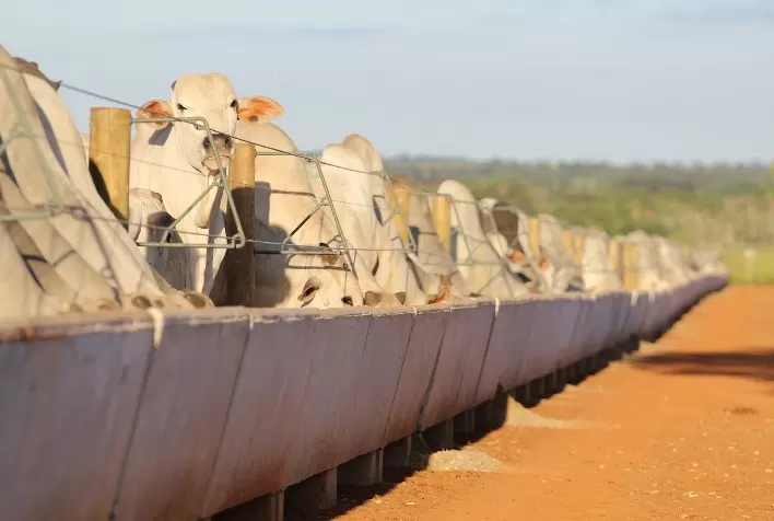 Estrutura adequada em confinamento é essencial para garantir carne bovina de qualidade