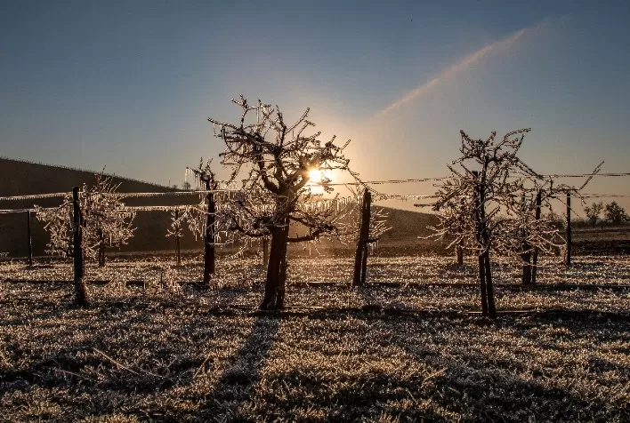 Aplicação de aminoácidos ajuda a proteger hortifrútis contra geadas e frio intenso