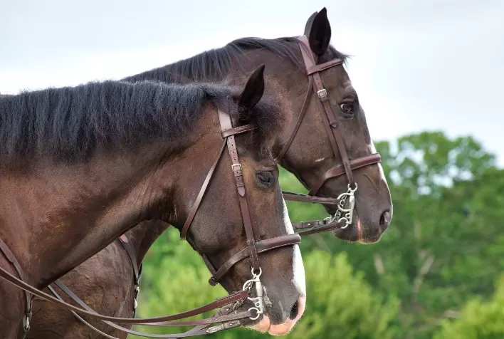 Manejo estratégico combate verminoses e protege a saúde de equinos de todas as idades