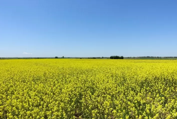 Canola se destaca no inverno do RS e cresce como cultura estratégica para produtores
