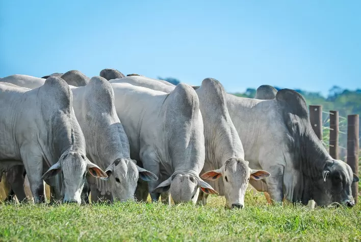 Exportações aquecidas e pouca oferta de animais jovens elevam preços do boi gordo no Brasil