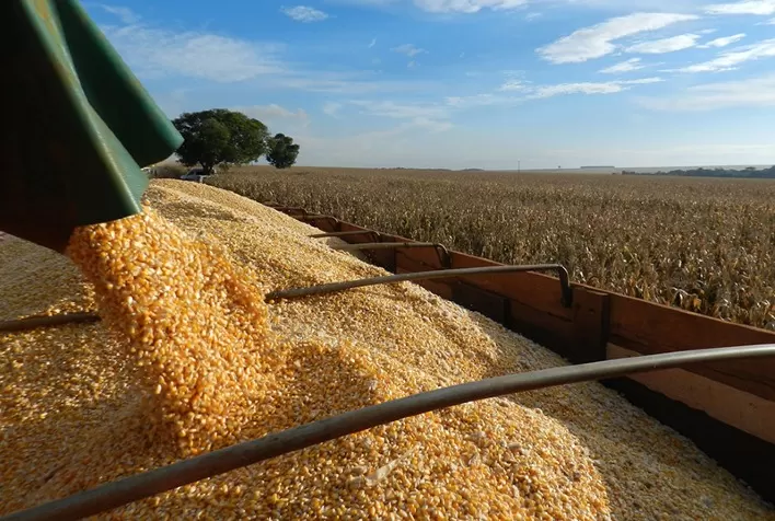 Colheita da safrinha avança de forma lenta e pressiona preços do milho no Brasil