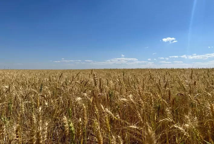 Trigo brasileiro enfrenta impasse entre produtores e moinhos enquanto mercado segue travado