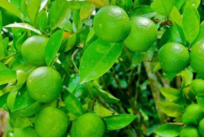 Produtores paulistas têm até 15 de julho para declarar Cancro Cítrico e Greening