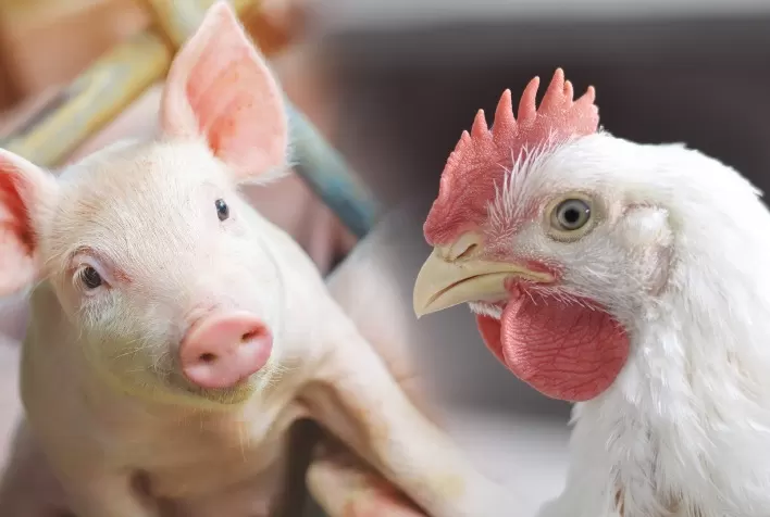 Custos de produção de frangos e suínos recuam em maio nos principais estados produtores