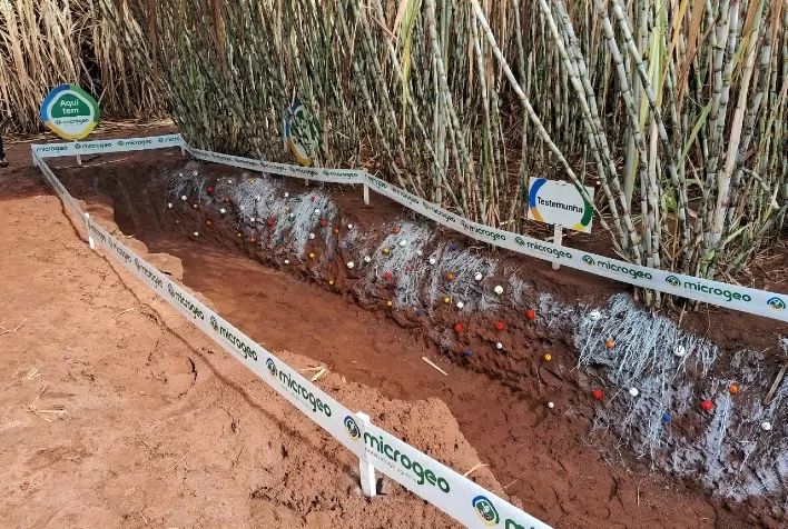 Produtor do Paraná supera desafios climáticos e garante alta produtividade com manejo microbiológico do solo
