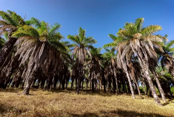 Acelen Renováveis e Esalq/USP alcançam avanço inédito no mapeamento genético da macaúba para produção de biocombustíveis