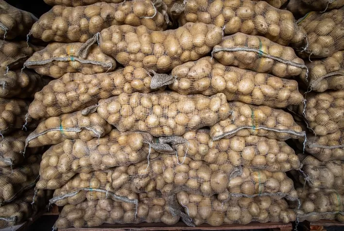 Produtividade da batata na Chapada Diamantina se recupera em maio após clima desfavorável