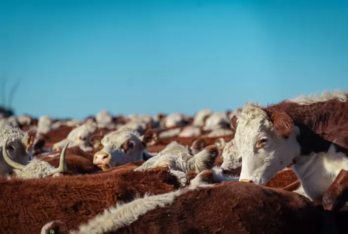 Gira Internacional Hereford reforça importância da raça para a pecuária do Mercosul