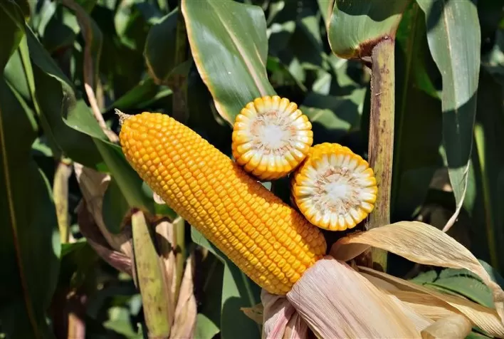 Híbrido FS695 da Forseed se destaca em testes de produtividade em Minas Gerais e Mato Grosso