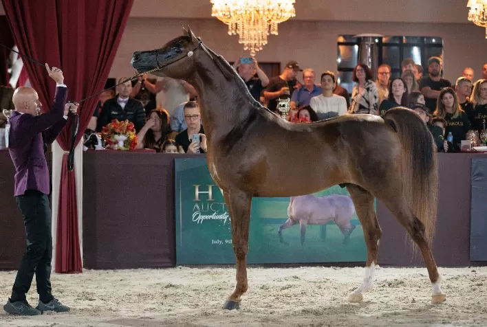 Brasil sediará etapa do Campeonato Mundial do Cavalo Árabe com premiação de quase R$ 2 milhões