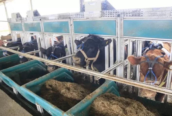 Vencedores da Prova de Eficiência Alimentar serão revelados em Bagé no dia 27 de junho