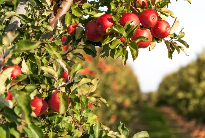 IHARA apresenta novidades e tecnologias consagradas para fruticultura na 30ª Hortitec