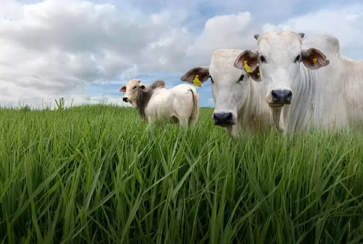 SBS Green Seeds mira liderança no mercado de R$ 2,58 bilhões com foco em agricultura regenerativa