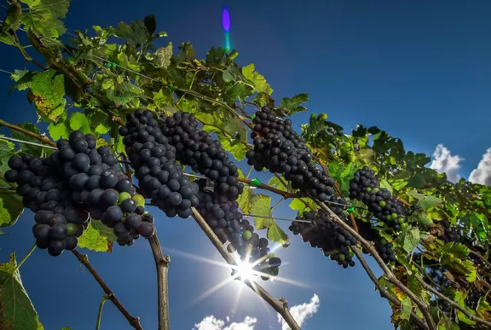 Brasil expande cultivo de frutas temperadas com apoio do clima e da pesquisa agropecuária