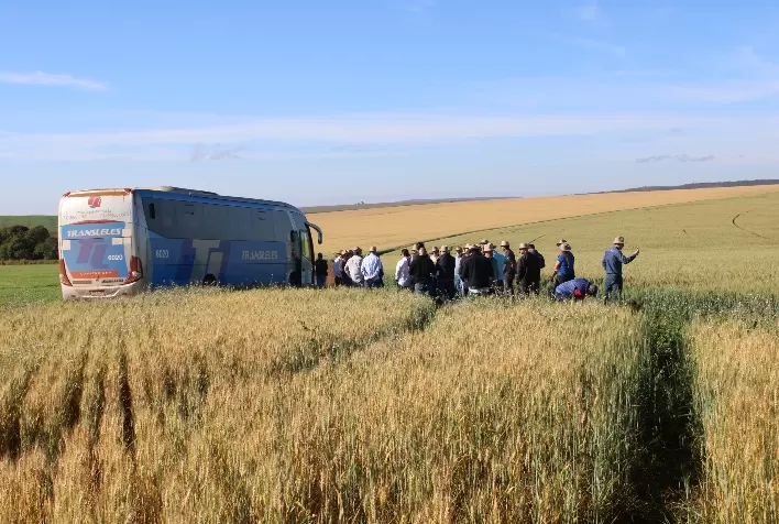 Indústria moageira investe no Cerrado para ampliar produção nacional de trigo