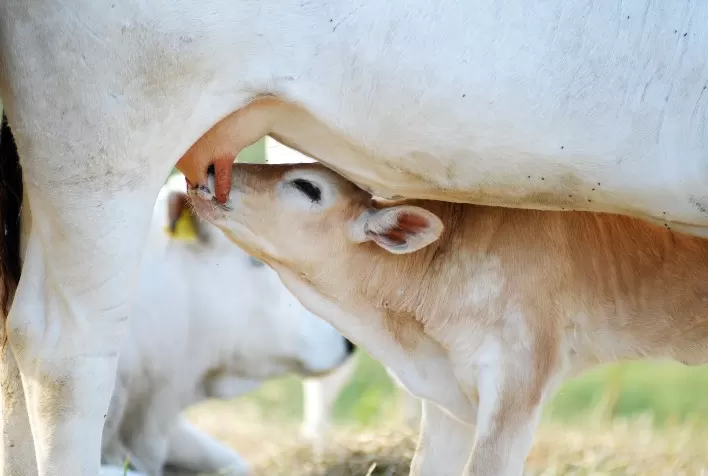 Cuidados no nascimento dos bezerros são fundamentais para garantir saúde e produtividade do rebanho