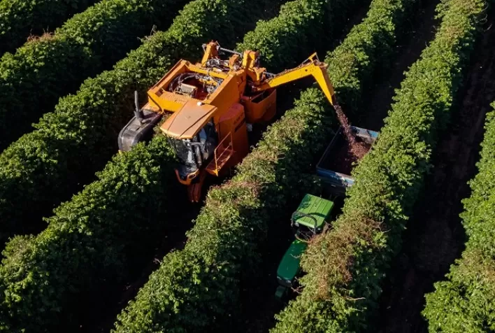 Café: Avanço da colheita, clima favorável e vendas de fundos pressionam cotações no mercado global